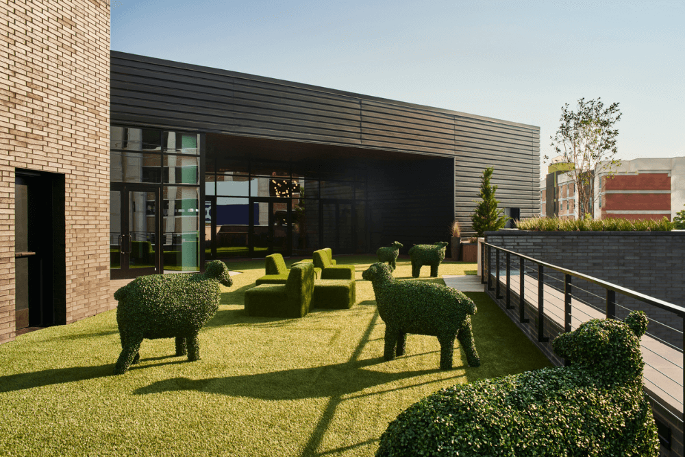 The Lawn