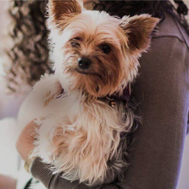 New Orleans pet friendly hotel