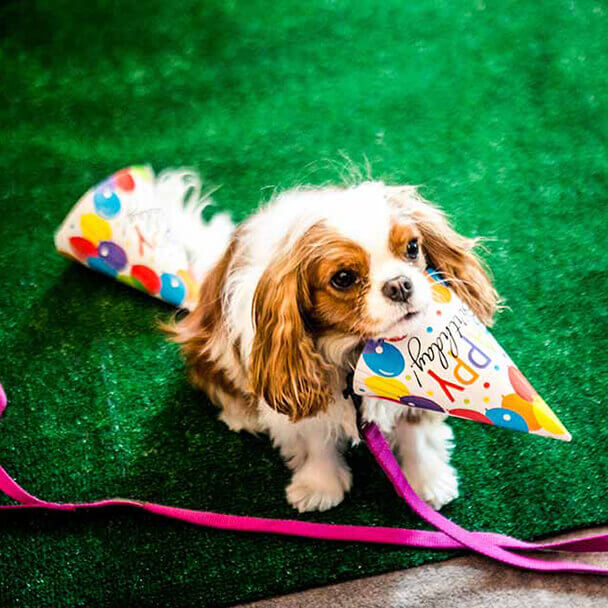 Pet friendly hotel in New Orleans