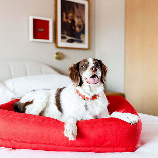 Dog bed
