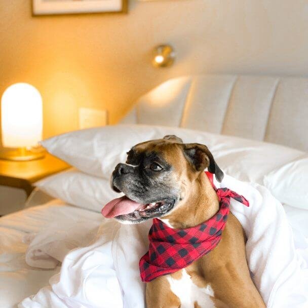 Dog